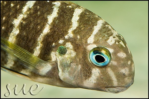 Tropheus polli 'Kekese'